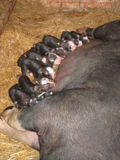 Violet with Litter