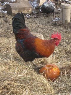 Rooster And Pumpkin